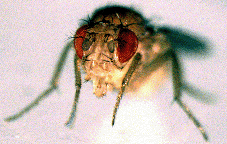 Figure 1: Drosophila melanogaster...